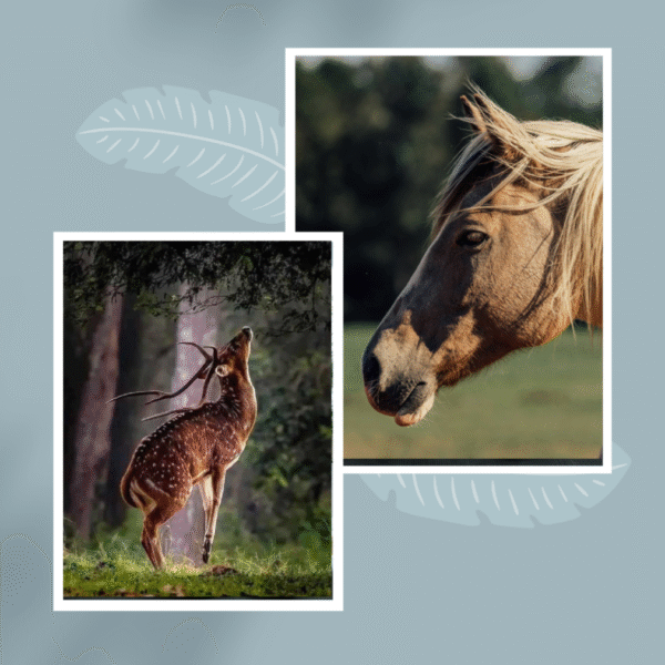 HOUCOACHING Hobucoaching