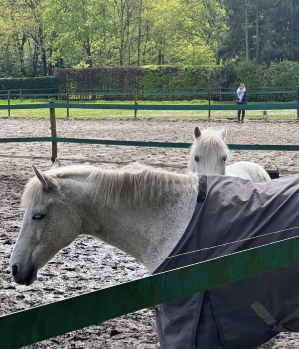 hobune 1 Hobused karjas